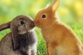 俗语“兔子不吃窝边草”其实还有下半句，只是正经人却难以说出口图片