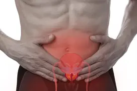 前列腺是什么样子的，它位于男性哪个部位？图片