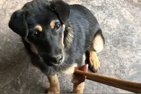 土狗不吃筷子夹的肉，正疑惑时却想到了什么：不愧是老祖宗教的图片