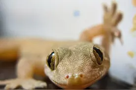 人畜无害的壁虎，为什么位居“五毒”之一？原来是它“深藏不露”图片