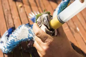 网购雏鸟鹦鹉怎么喂养，仅需掌握这8点，人工喂养雏鸟并不难图片