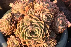 养多肉如经营爱情：喜欢是放肆，爱是克制图片