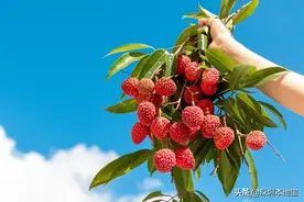 哪里能摘荔枝？深圳最新荔枝采摘地盘点！路线、价格都帮你问好啦图片