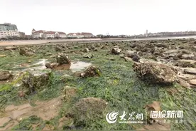 青岛栈桥旁赶海成一景！蛤喇"一挖一麻袋"图片