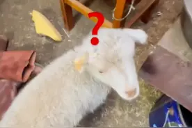 内蒙古的天有多冷？小羊站在火炉旁烤火，耳朵和屁股被烤焦也不走图片