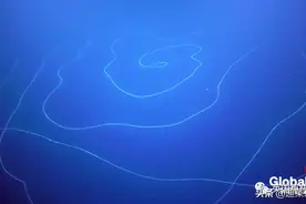 科学家在深海发现47米长的水母！长得像根白线，其实别有洞天哇！图片