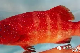 福建沿海有12种雌雄同体的海鱼，性成熟时是雌性，次年再转成雄性图片