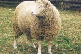 “克隆”为何“销声匿迹”了？从多莉的一生窥见答案，太可怜了图片