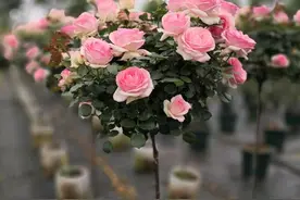 无根嫁接的棒棒糖月季全是花苞怎么上盆？要是先看花就大错特错了图片