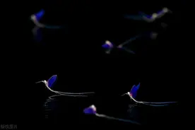 数十万只！河南邓州蜉蝣大爆发！铺天盖地，真的没有什么预示吗？图片