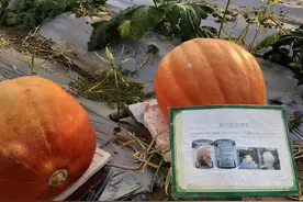 太空育苗种出特大南瓜 曾搭载神舟四号飞船的3棵变异香蕉苗已在内蒙结硕果图片