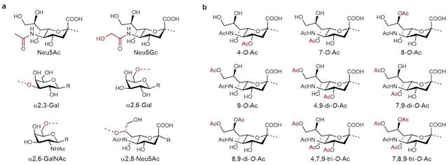 新型化学-酶促合成法助力人呼吸道病毒乙酰化唾液酸受体鉴定