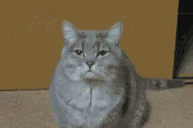 猫一jio把柜门蹬掉了！网友：为拆家付出了太多……图片