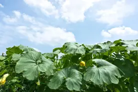 贝贝南瓜｜代餐族的宠儿、超模同款、果蔬界的网红来啦图片