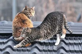 主人需要了解的，关于猫咪绝育的那些事儿图片