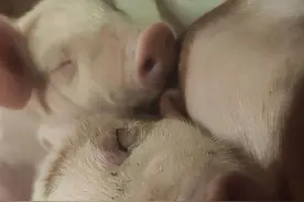 养猪场招人研究生年薪18万起，有人铲1小时猪屎就跑路图片