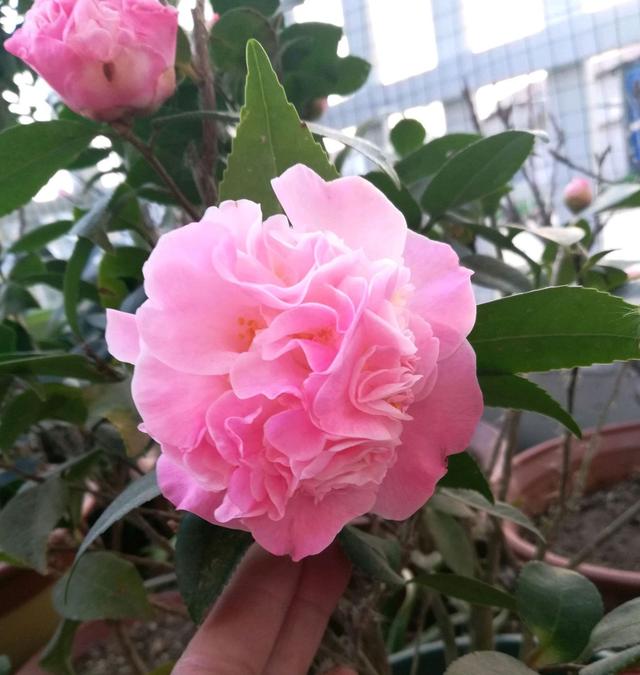 我的烈香茶花盆栽，叶片绿油厚实，最近发现有部分枯芽是怎么回事