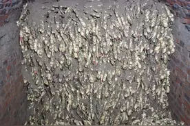大姜贮藏需要掌握适宜的温湿度条件，关注“圆头”期的生理变化图片