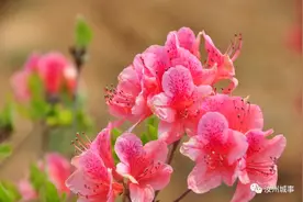 500余亩！汝州这里杜鹃花竞相绽放，春风拂过花海如潮!图片