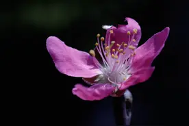 小花园（16）：鹰嘴桃花图片