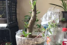 夏天的矿泉水瓶还扔？太可惜，养花是神器，省下大笔钱图片