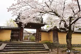 树深时见鹿—世界遗产春日大社是游玩奈良公园不可错过的精华图片