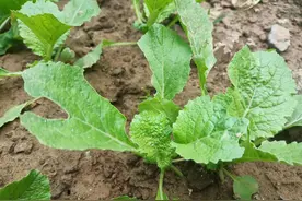 当季白菜蜗牛多，不用施农药，拿点厨余小东西撒上也管用图片