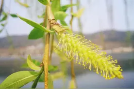 柳花飞处莺声急，晴街春色香车立——风吹柳花满店香，柳花的柔情图片