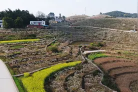 一路梨花漫山开 醉美梨村等你来图片