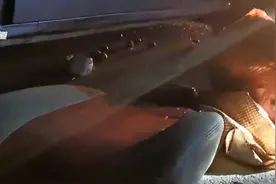 打劫！水果车主一看，居然是头“庞然大物”走上前来图片