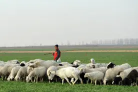 男子掏3万元承包百亩地，全部种上麦子和草，天天赶着羊群啃吃图片