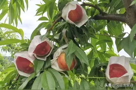 今夏第一口min min甜，就留给龙泉山的早桃了！图片