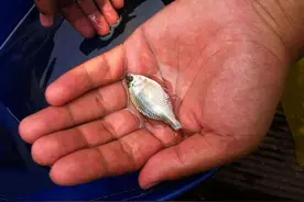 农村的“屎光皮”鱼，以前都不要吃的，现在怎么变成香饽饽了图片