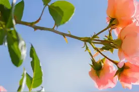 有能力，驾驭射手座的三个星座，不得不说，以柔克刚才是王道图片