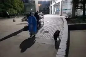 主人被抬上救护车后，狗狗偷偷跟着狂奔了几十里图片