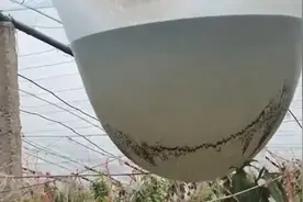 薄膜作为大棚覆盖材料之一，兜水现象，是薄膜伸缩力强导致的吗？图片