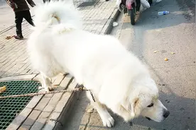 特大型的狗是不是很凶呢？看这条大白熊犬，小孩敢不敢靠近它视频封面