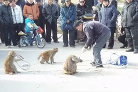 故事：老头耍猴卖艺半天没有一分钱，老头不经意举动，赚得盆满钵满图片