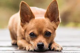 娇小体型的吉娃娃，具有梗犬勇敢的气质，敢与挑战大型犬图片