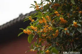 俗语“桂花树门前，贵人立门内”是啥意思？院子里种桂花树好吗？图片
