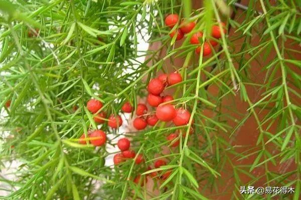 武竹又叫狐尾天门冬，观花观叶观果，和文竹观赏价值不相上下