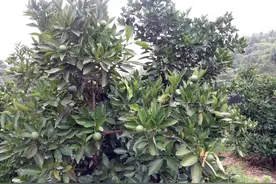 脐橙栽培之脐黄如何防治篇图片