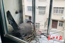 两对斑鸠接连栖息窗台孵蛋，爱鸟一家人两个多月没开窗图片