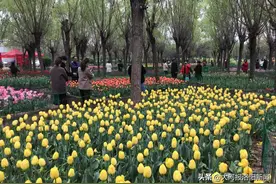 一园两花竞芳菲，满园春色迎宾来，洛阳郁金香牡丹园开园迎宾图片