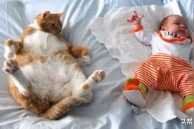 当猫第一次见人类幼崽时，会有啥反应？图片