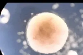 全新生命形式！首个活体机器人诞生：青蛙细胞生成，网友：太恐怖图片