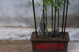 阳台缺点“风景”，种4种“竹子”，养竹可得勤快点，要不就黄叶图片