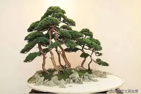 让人身心愉悦的丛林式盆景，统一而富有变化的整体，你来品一品图片