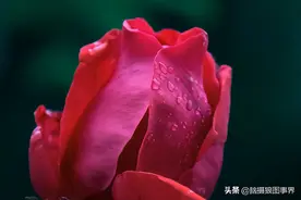 实拍20张玫瑰花照片，表现浪漫的视觉感受，红橙粉你喜欢哪种？图片
