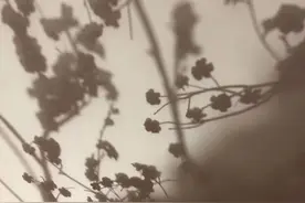 光影，是独特的感情表达图片
